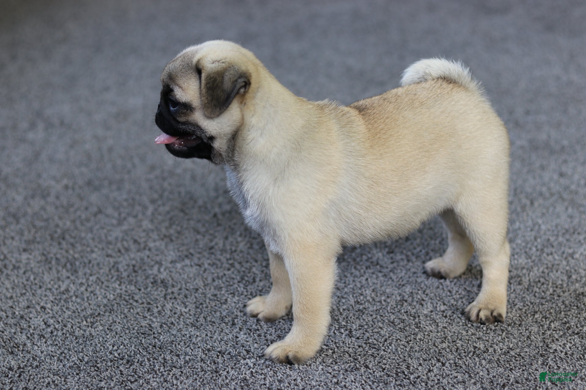Pug dogs Champion Polly - Ad 1