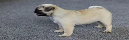 Pug dogs for sale: Champion Polly - Ad 1