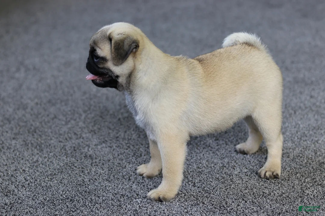 Pug dogs for sale: Champion Polly - Ad 1