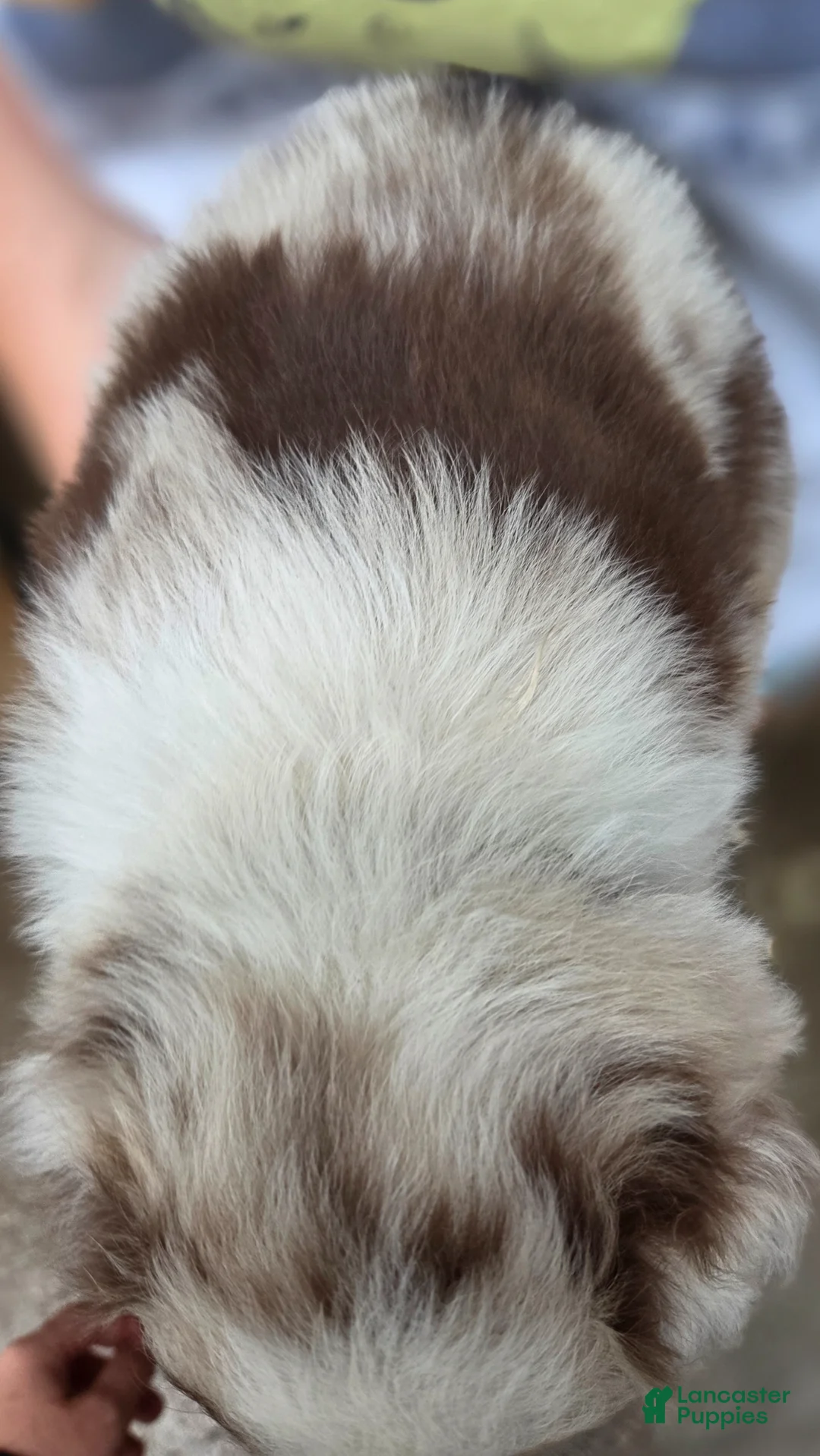 Australian Shepherd dogs for sale: Australian Shepherd Puppy 3 - Ad 2