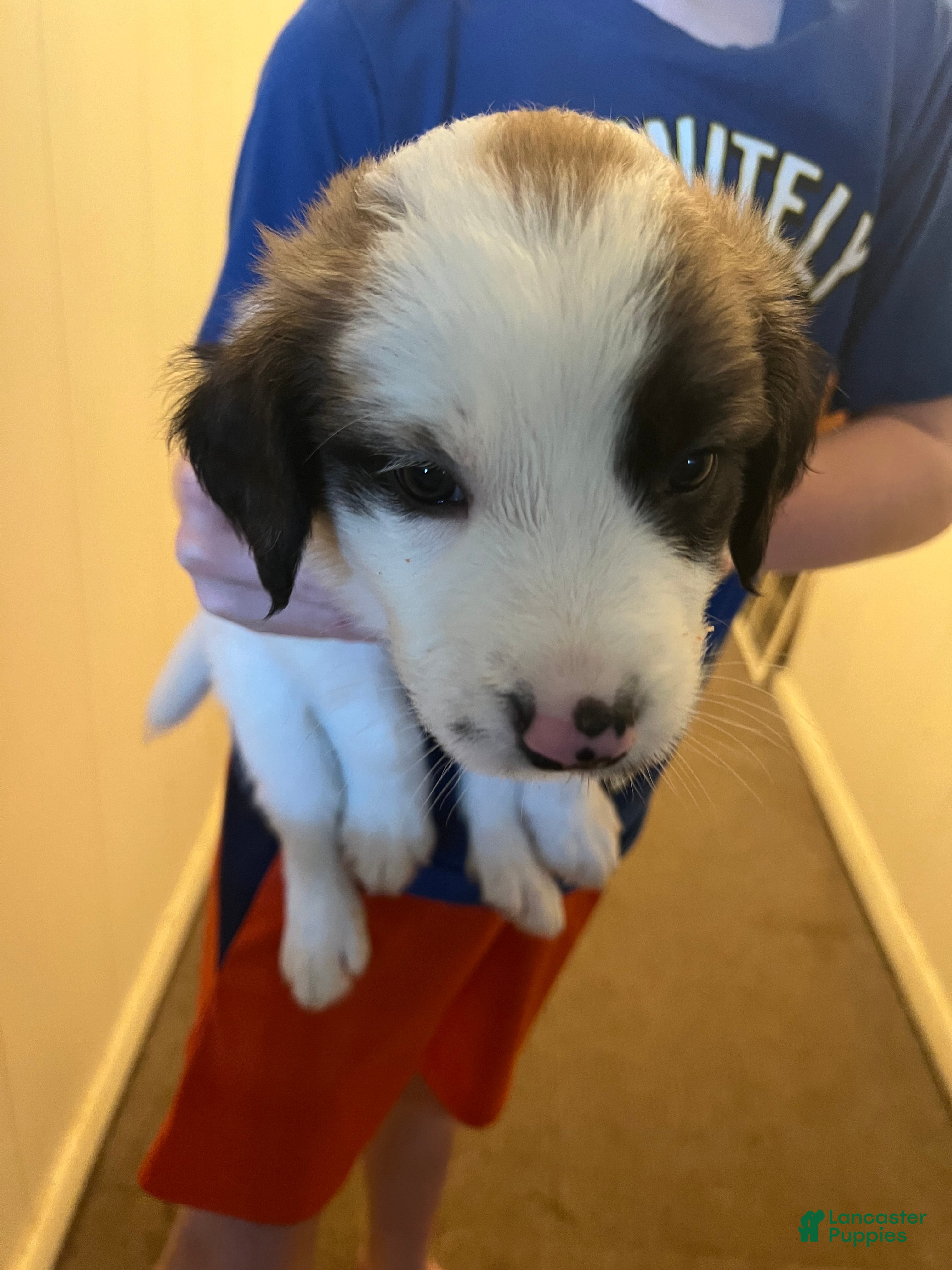 Mixed Breed dogs Mixed Breed 5 - Ad 31