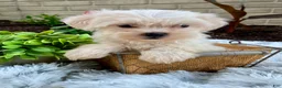 Teddy Bear dogs for sale: Cammi - Ad 3
