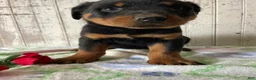 Rottweiler dogs for sale: Ludwig - Ad 3