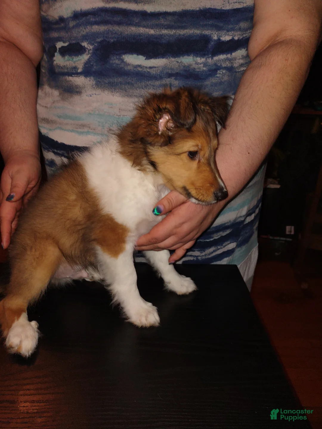 Shetland Sheepdog dogs for sale: Jake - Ad 2