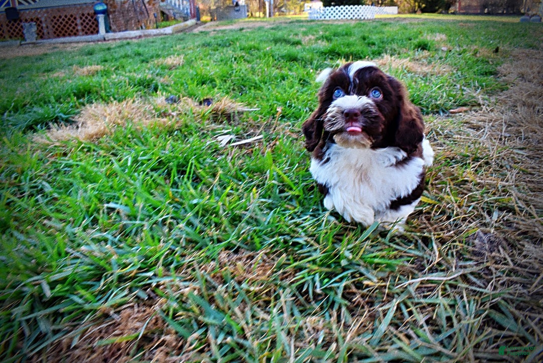 Havapoo dogs for sale: Pilot - Ad 9