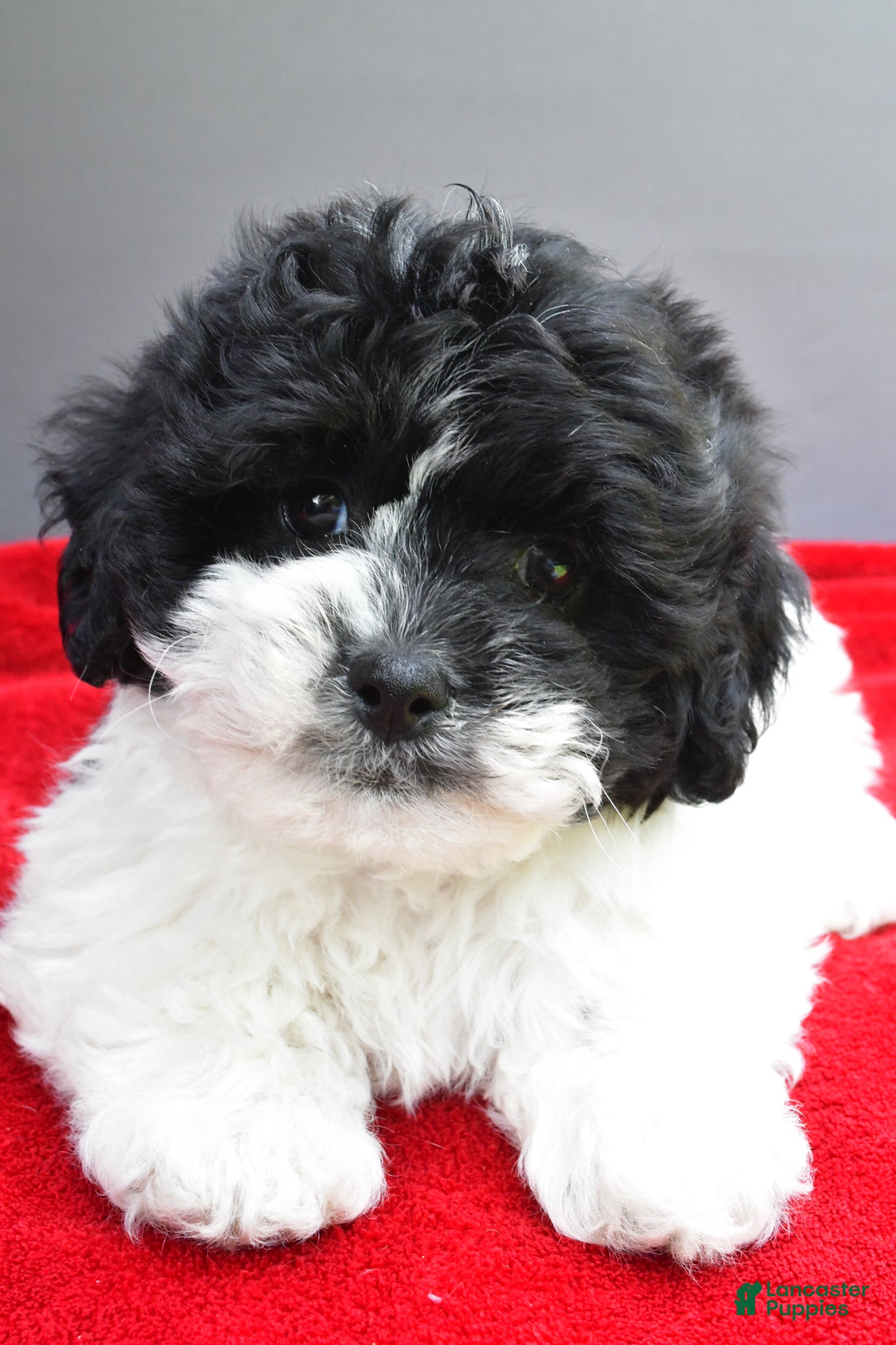 Teddy Bear dogs Sugar - Ad 2