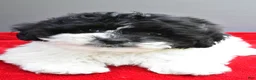 Teddy Bear dogs for sale: Sugar - Ad 2