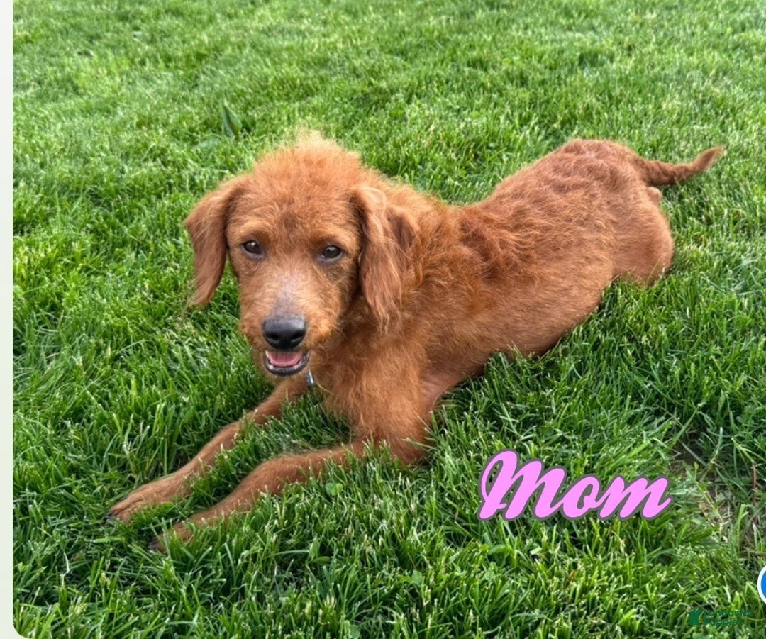 Mixed Breed dogs for sale: Dustin - Ad 7