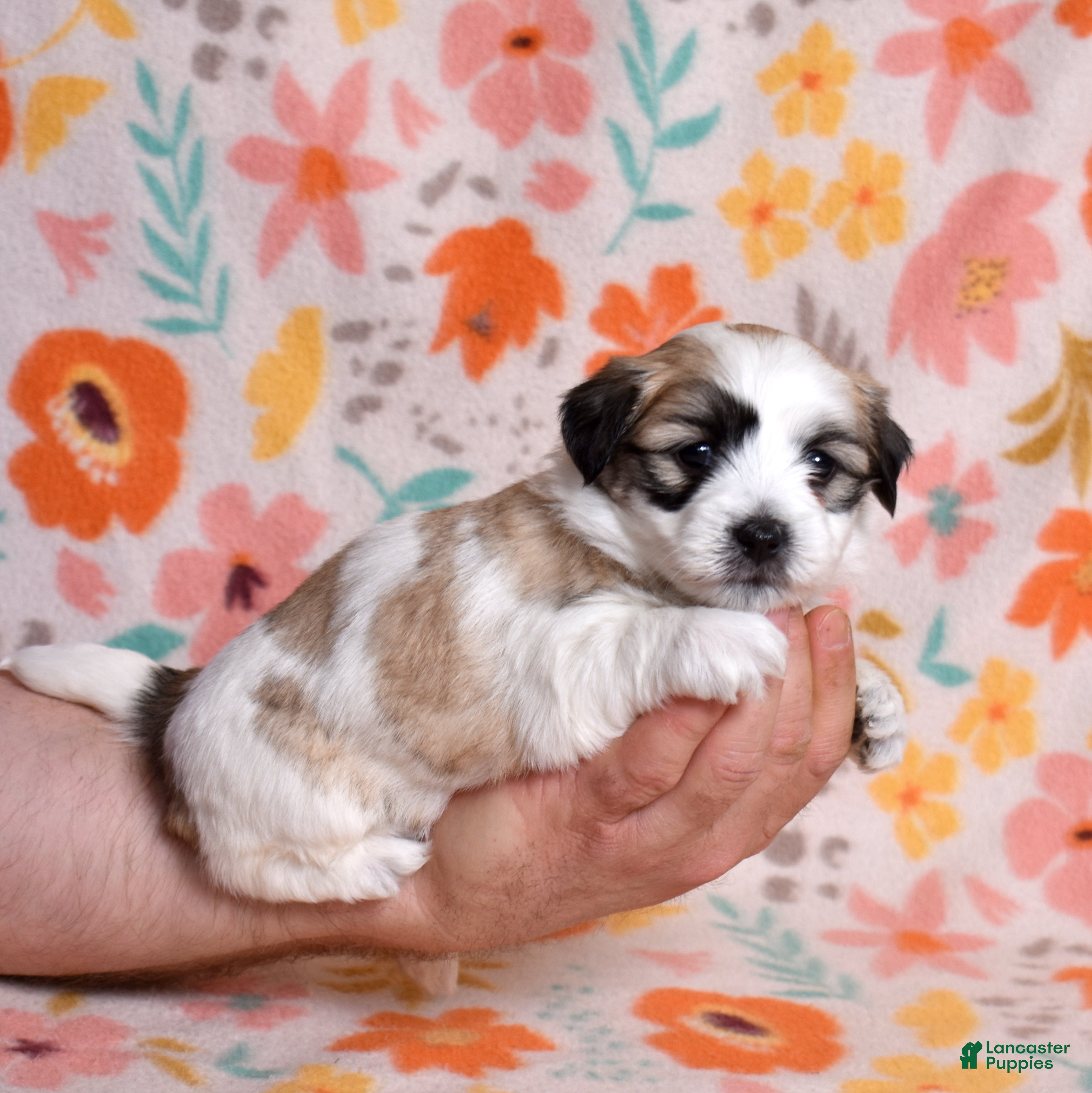 Coton De Tulear dogs Honey - Ad 2