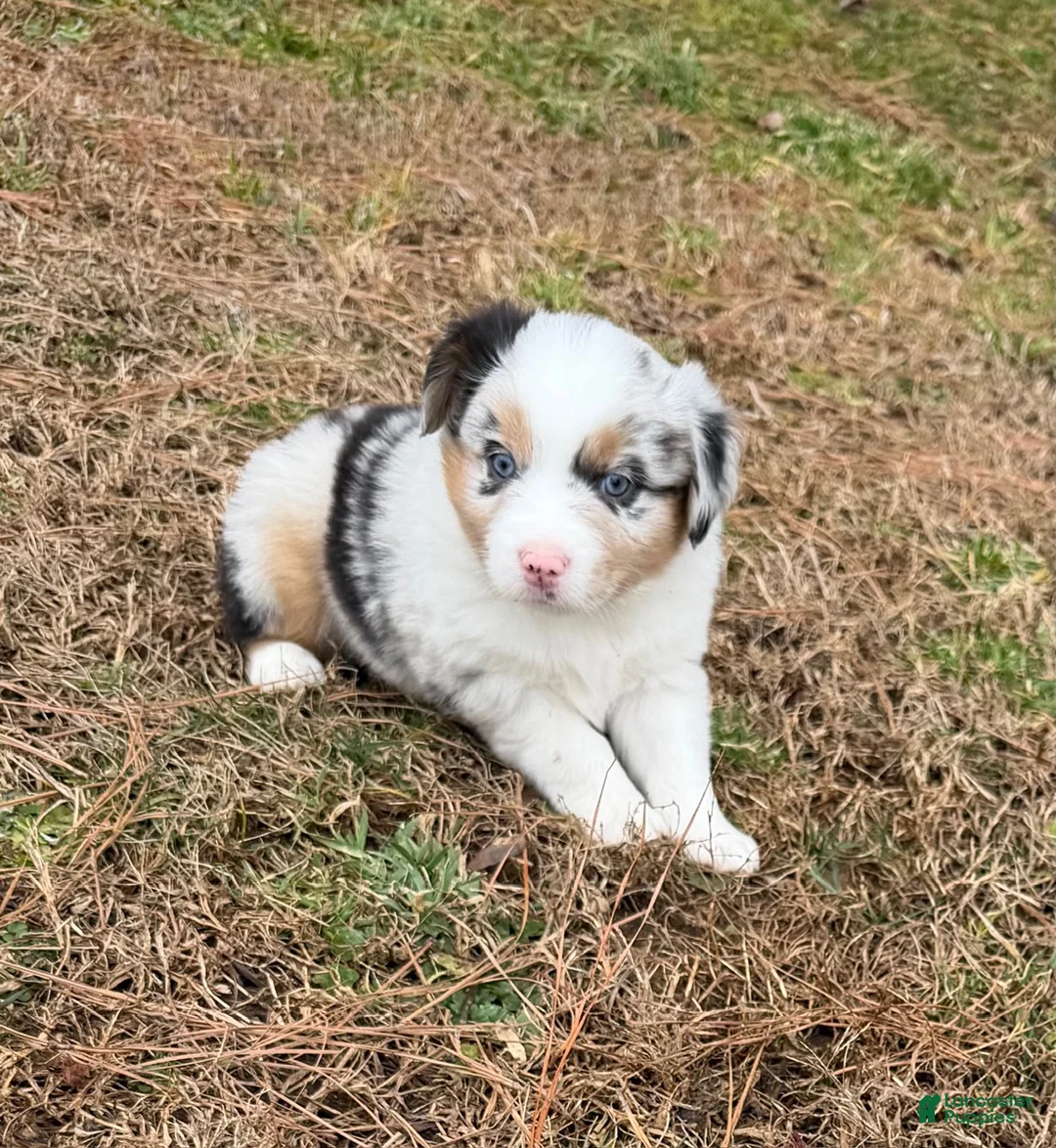 Australian Shepherd dogs for sale: Sasha - Ad 12