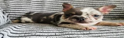 French Bulldog dogs for sale: Amber  - Ad 14