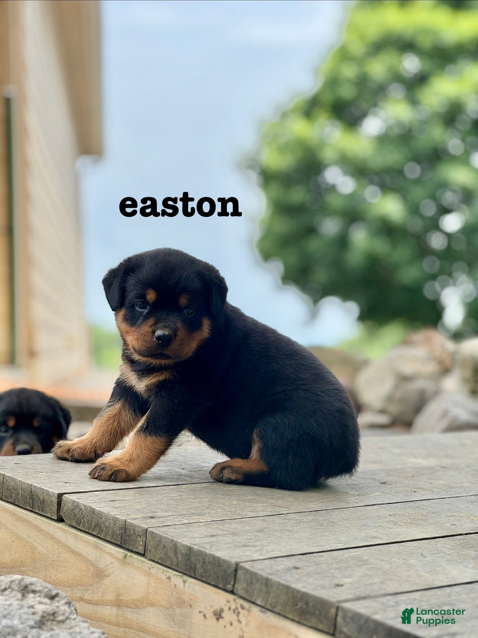 Rottweiler dogs Easton  - Ad 1