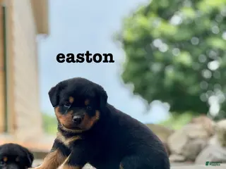 Rottweiler dogs for sale: Easton - Ad 1