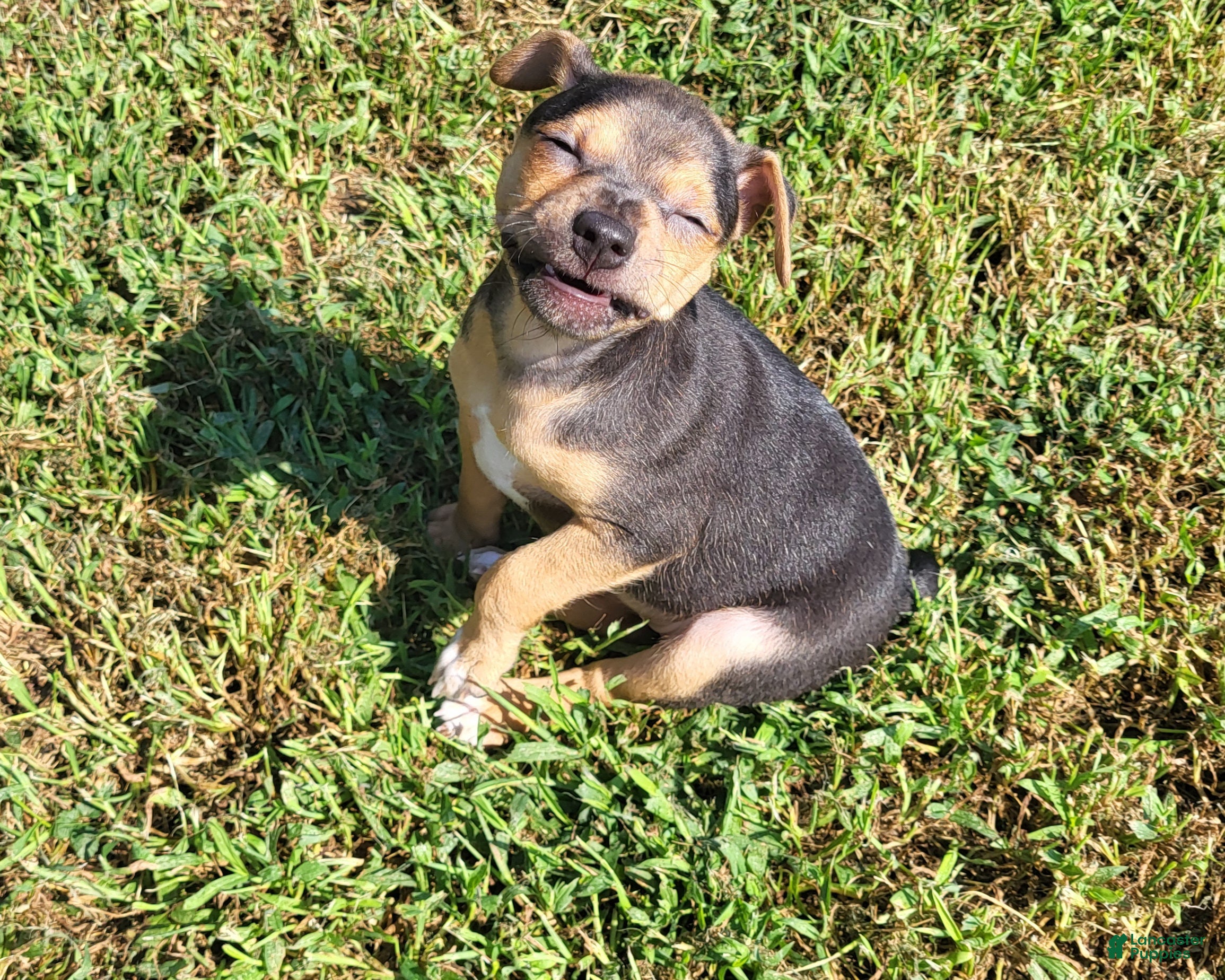 Rat Terrier dogs Meatball *Updated photos* - Ad 9