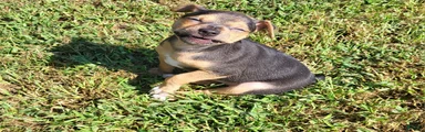 Meatball *Updated photos*