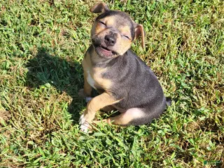 Rat Terrier dogs Meatball *Updated photos* - Ad 9