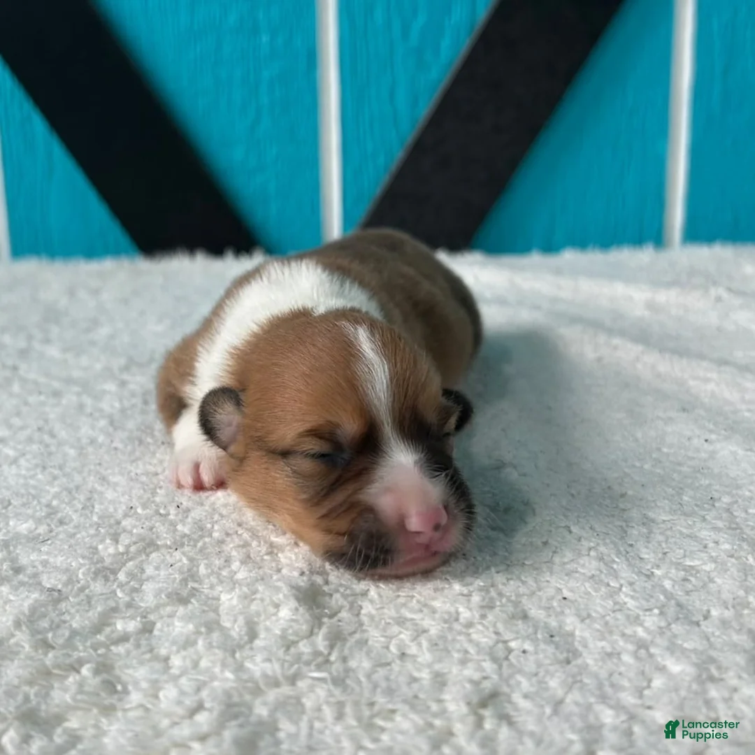 Welsh Corgi Pembroke dogs for sale: Danny Welsh Corgi Pembroke Puppy  - Ad 2