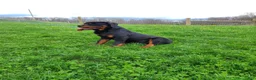Rottweiler dogs for sale: Rottweiler Puppy 1 - Ad 3
