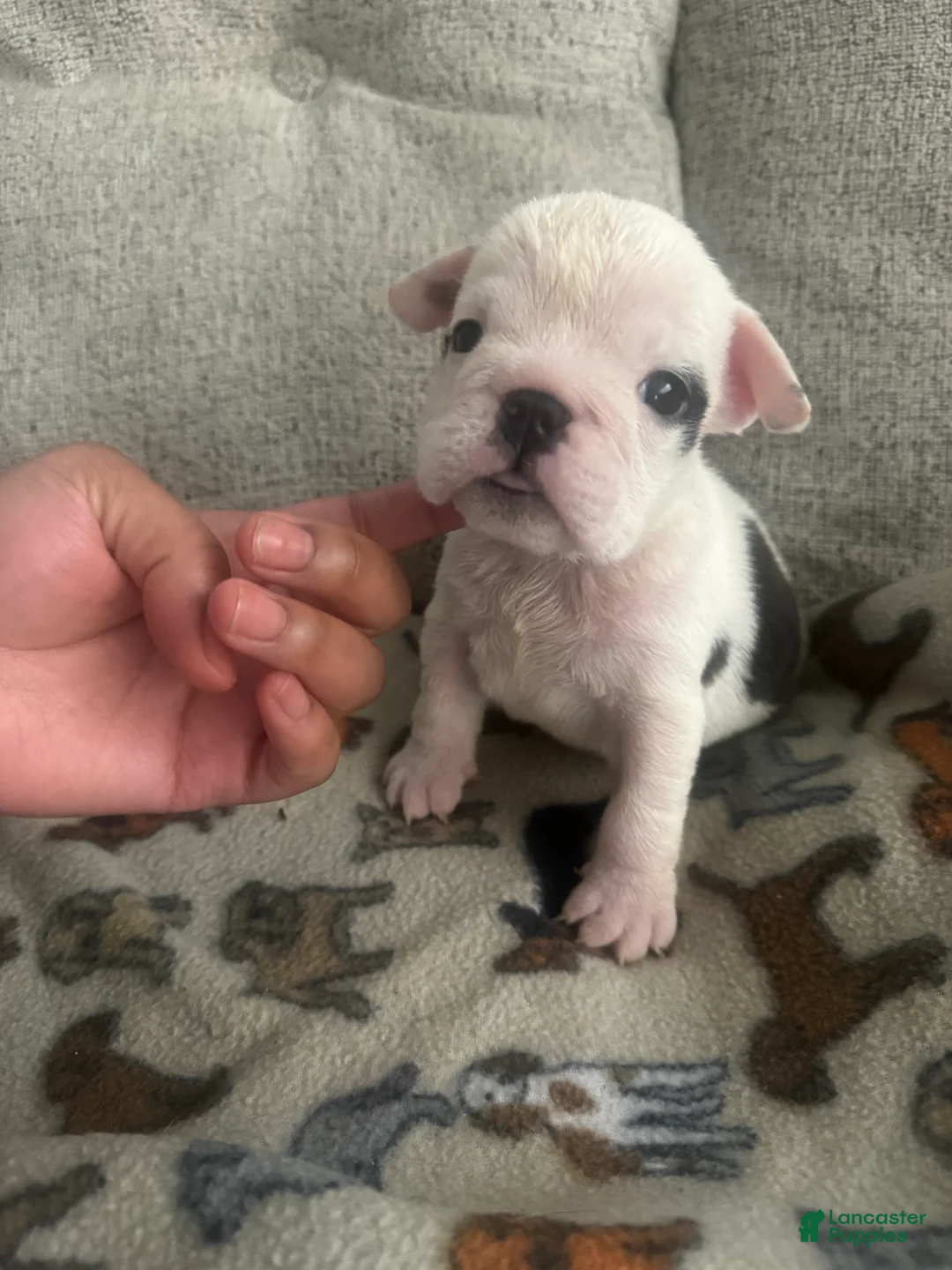 English Bulldog dogs for sale: Pepper - Ad 1