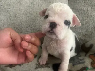 English Bulldog dogs for sale: Pepper - Ad 2