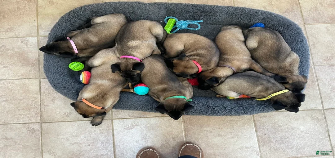 Gallery Image {{count}}