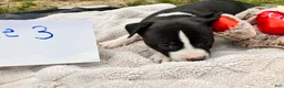 American Pit Bull Terrier dogs for sale: American Pit Bull Terrier 3 - Ad 1