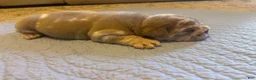 English Bulldog dogs for sale: LaMello  - Ad 3