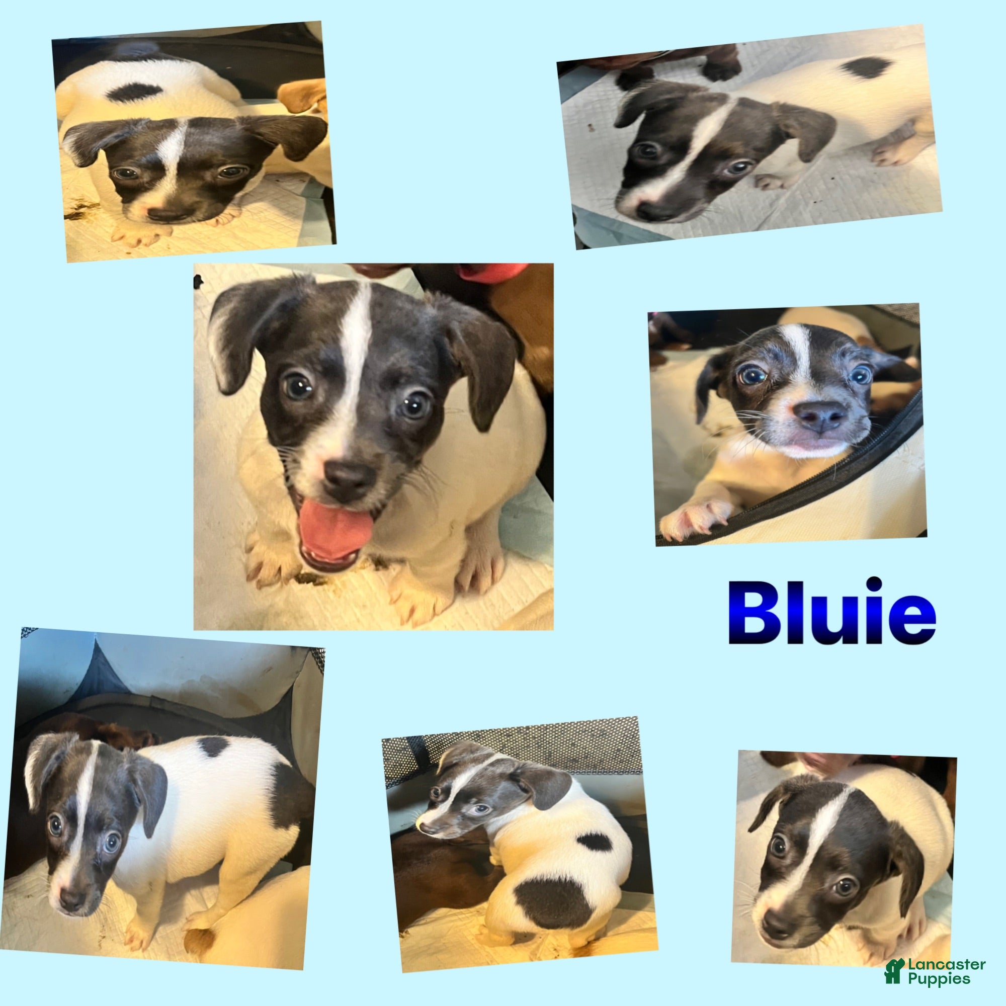 Mixed Breed dogs Bluey - Ad 2