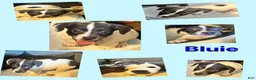 Mixed Breed dogs for sale: Bluey - Ad 2