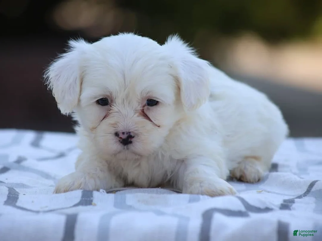 Mixed Breed dogs for sale: White Oak - Ad 2