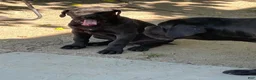 Cane Corso dogs for sale: Cane Corso Puppy 1 - Ad 3