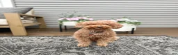 Mini Goldendoodle dogs for sale: Kai - Ad 11