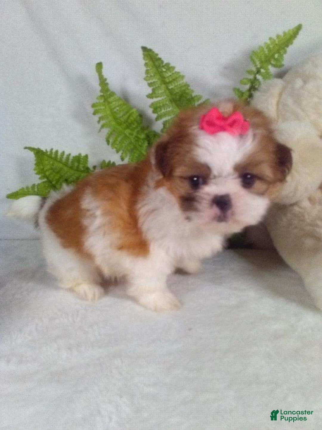 Shih Tzu dogs for sale: Cookie - Ad 5