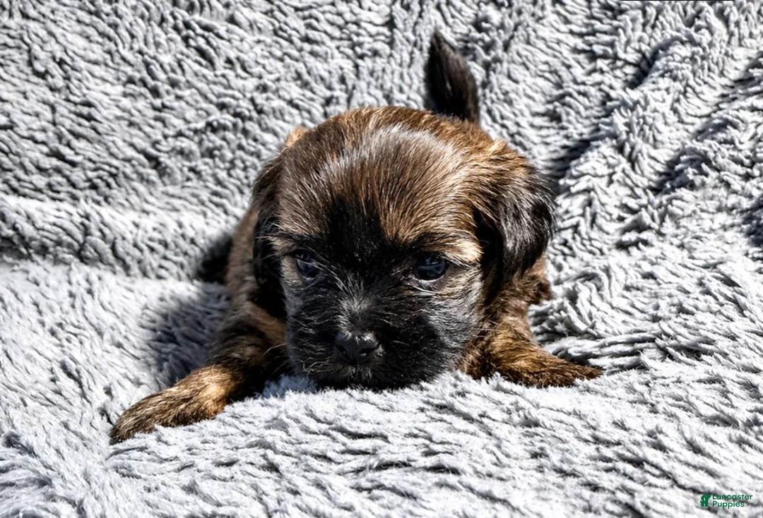 Shorkie dogs for sale: Shorkie 5 - Ad 2