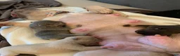 French Bulldog dogs for sale: French Bulldog 3 - Ad 1