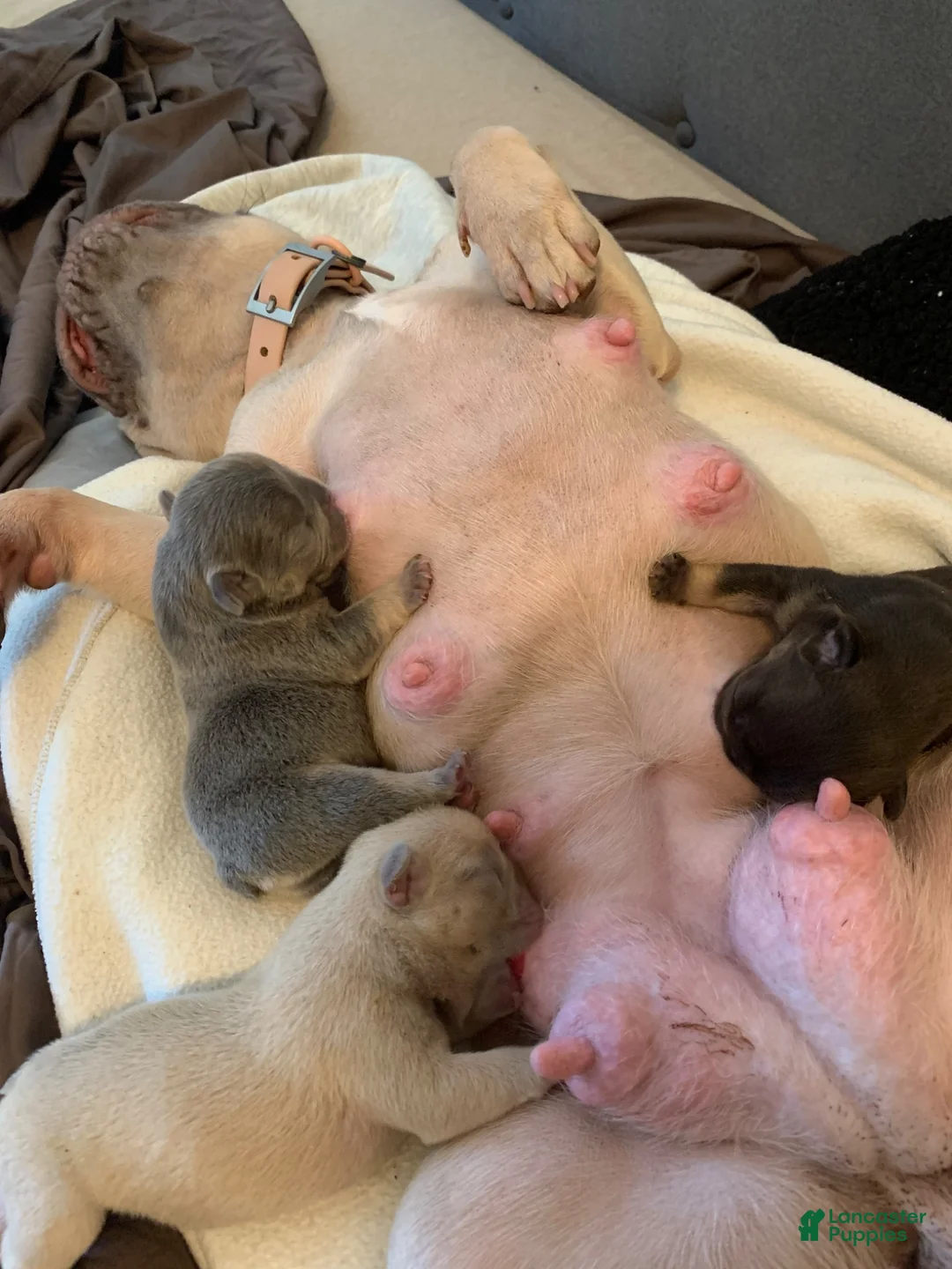 French Bulldog dogs for sale: French Bulldog 3 - Ad 1