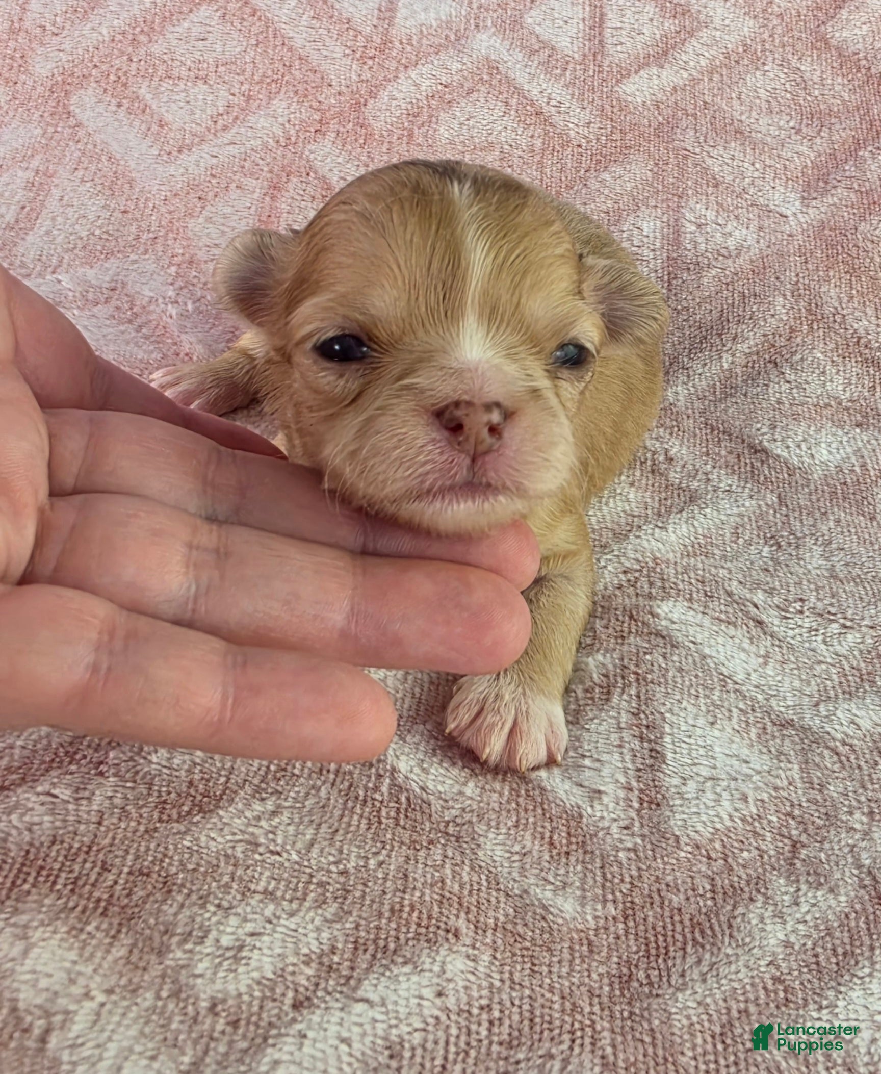 Chihuahua dogs AKC  Bianca - Ad 2