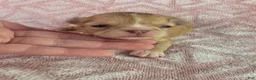 Chihuahua dogs for sale: AKC  Bianca - Ad 2