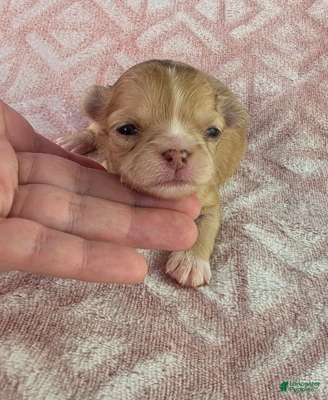 Chihuahua dogs for sale: AKC  Bianca - Ad 2