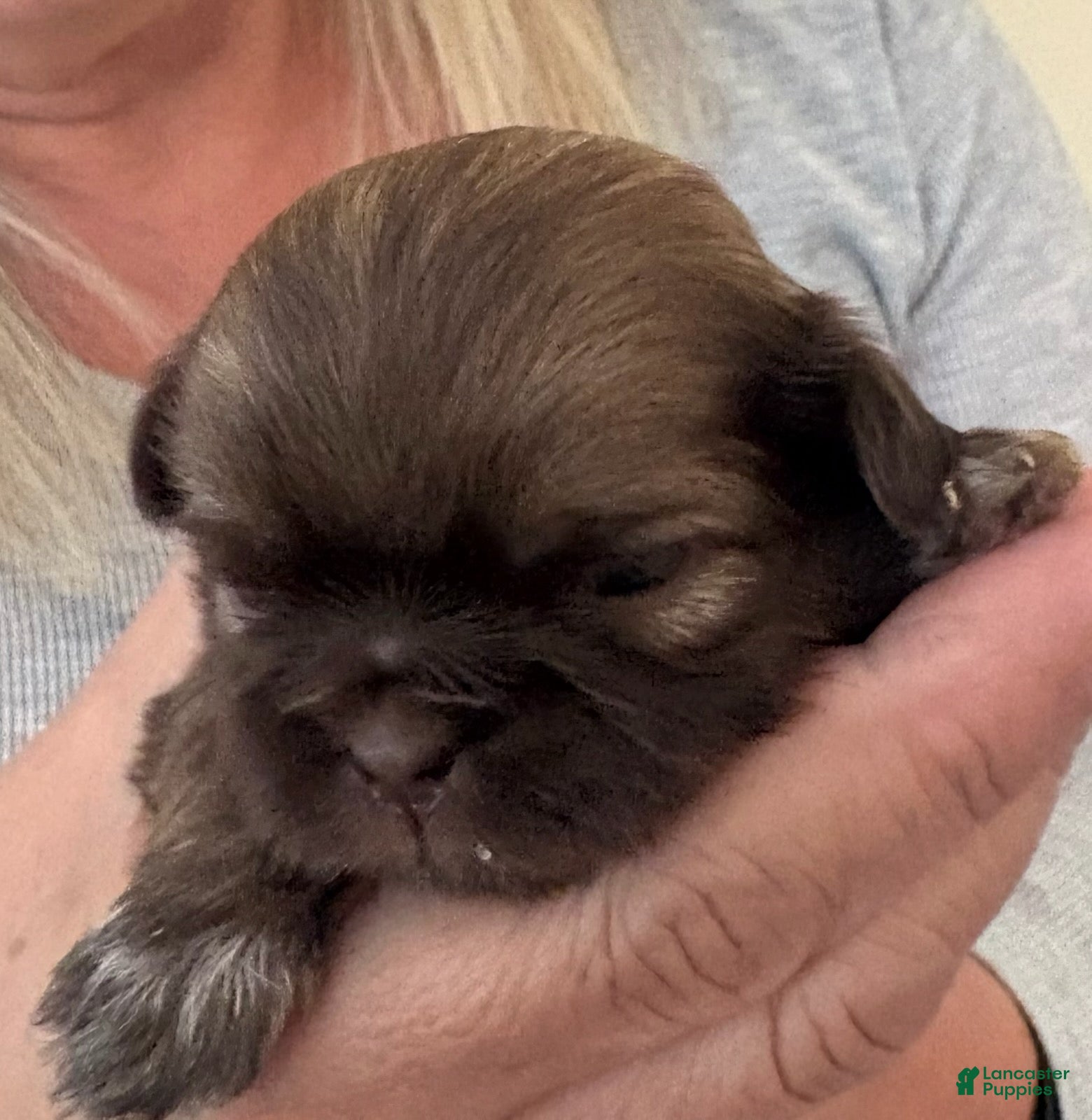 Shih Tzu dogs for sale: Xyla - Ad 1