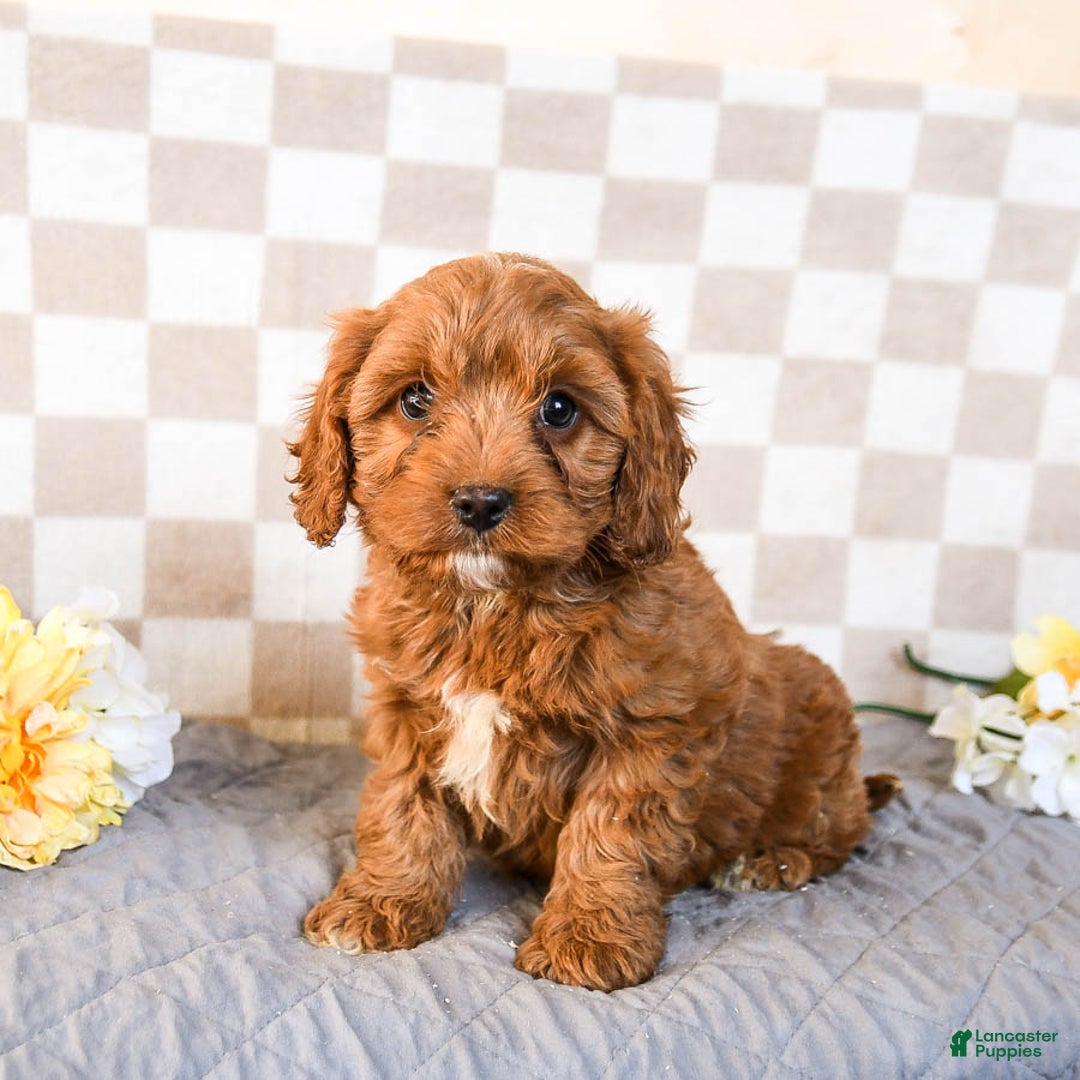 Cavapoo dogs for sale: Rebel - Ad 2