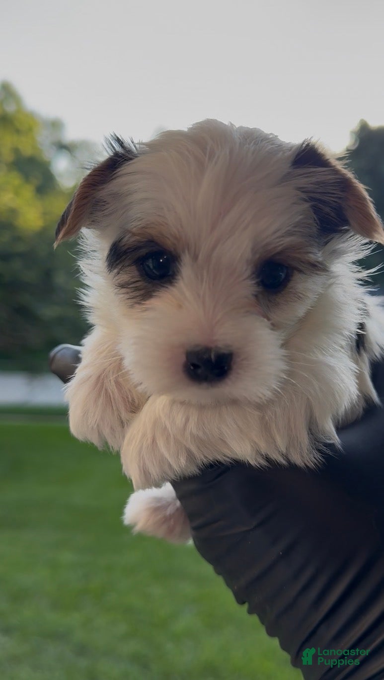 Yorkshire Terrier dogs Yorkshire Terrier Puppy 1 - Ad 2