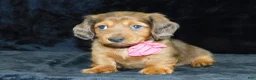 Miniature Dachshund dogs for sale: AKC Jewel - Ad 4