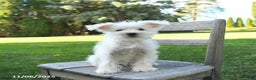 Schnoodle dogs for sale: Eddy - Ad 6