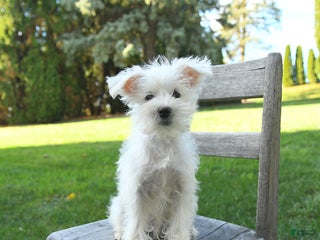 Schnoodle dogs - Ad 2