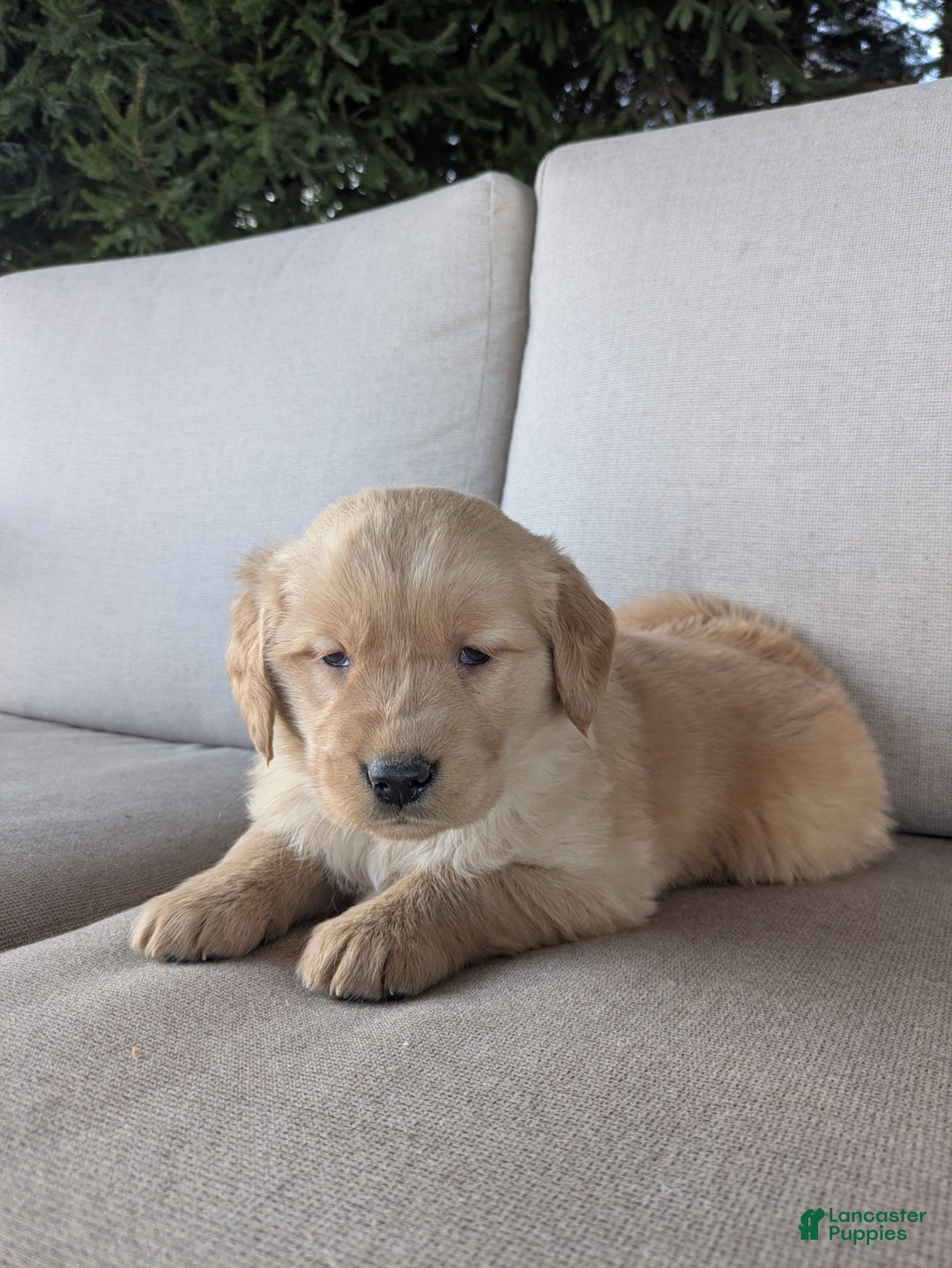 Golden Retriever dogs for sale: Jewel - Ad 3