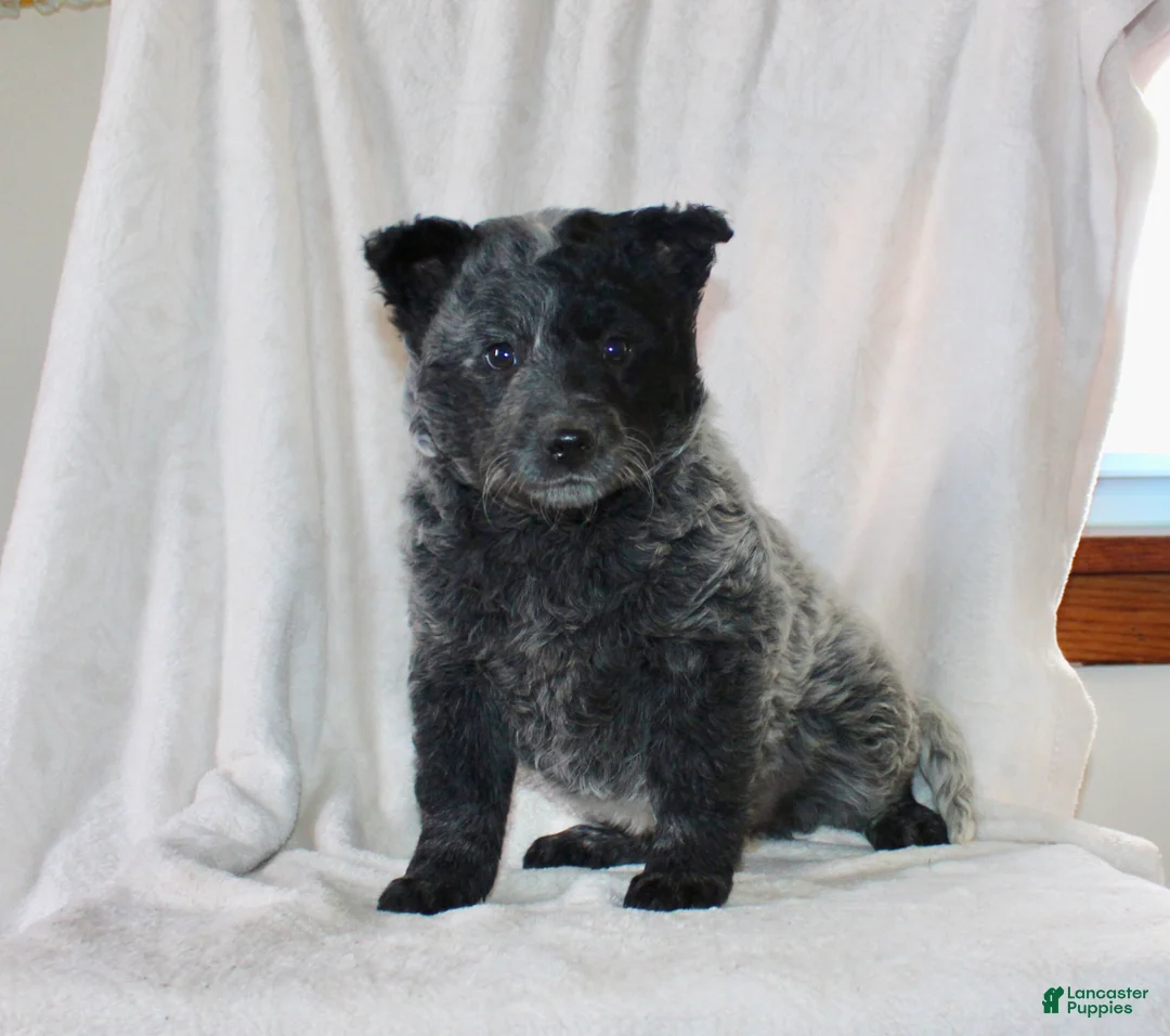 Australian Cattle Dog dogs for sale: Misty - Ad 2