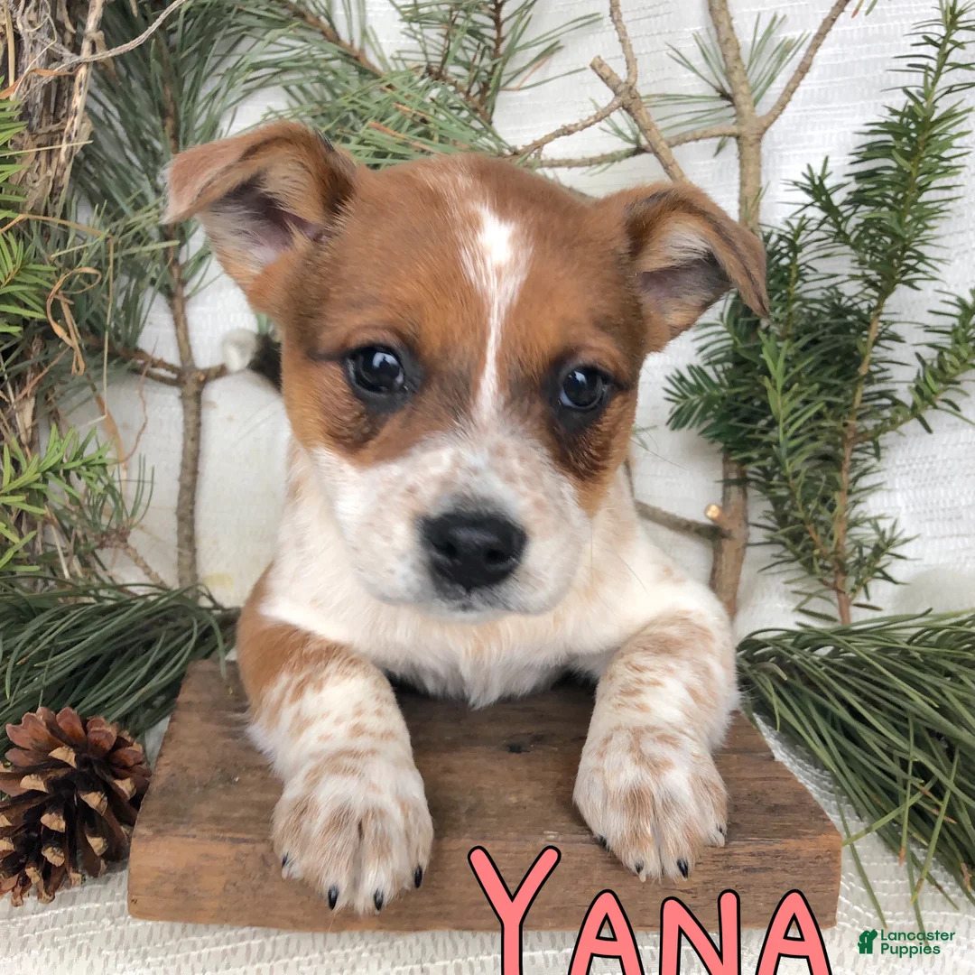 Mixed Breed dogs for sale: Mixed Breed Puppy 5 - Ad 3