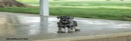 Miniature Schnauzer dogs for sale: Flint - Ad 1