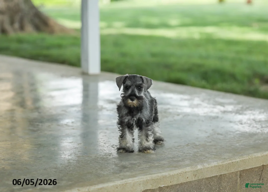 Miniature Schnauzer dogs for sale: Flint - Ad 1